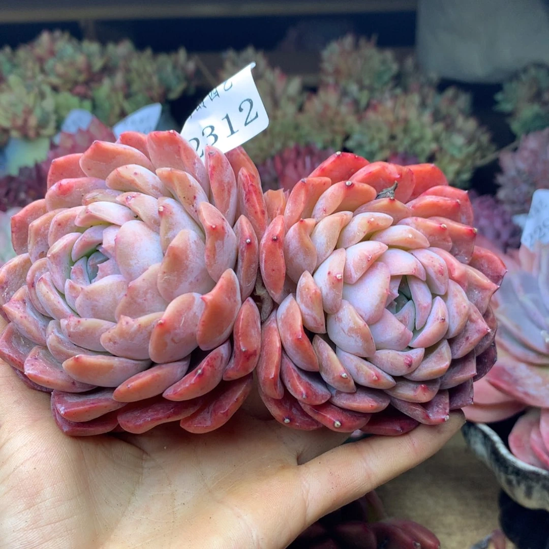 妄*2312杂交精品基地13厘米