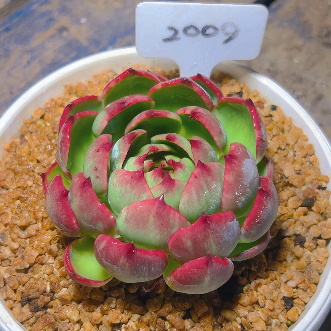 惊鸿仙子一物一拍2009号