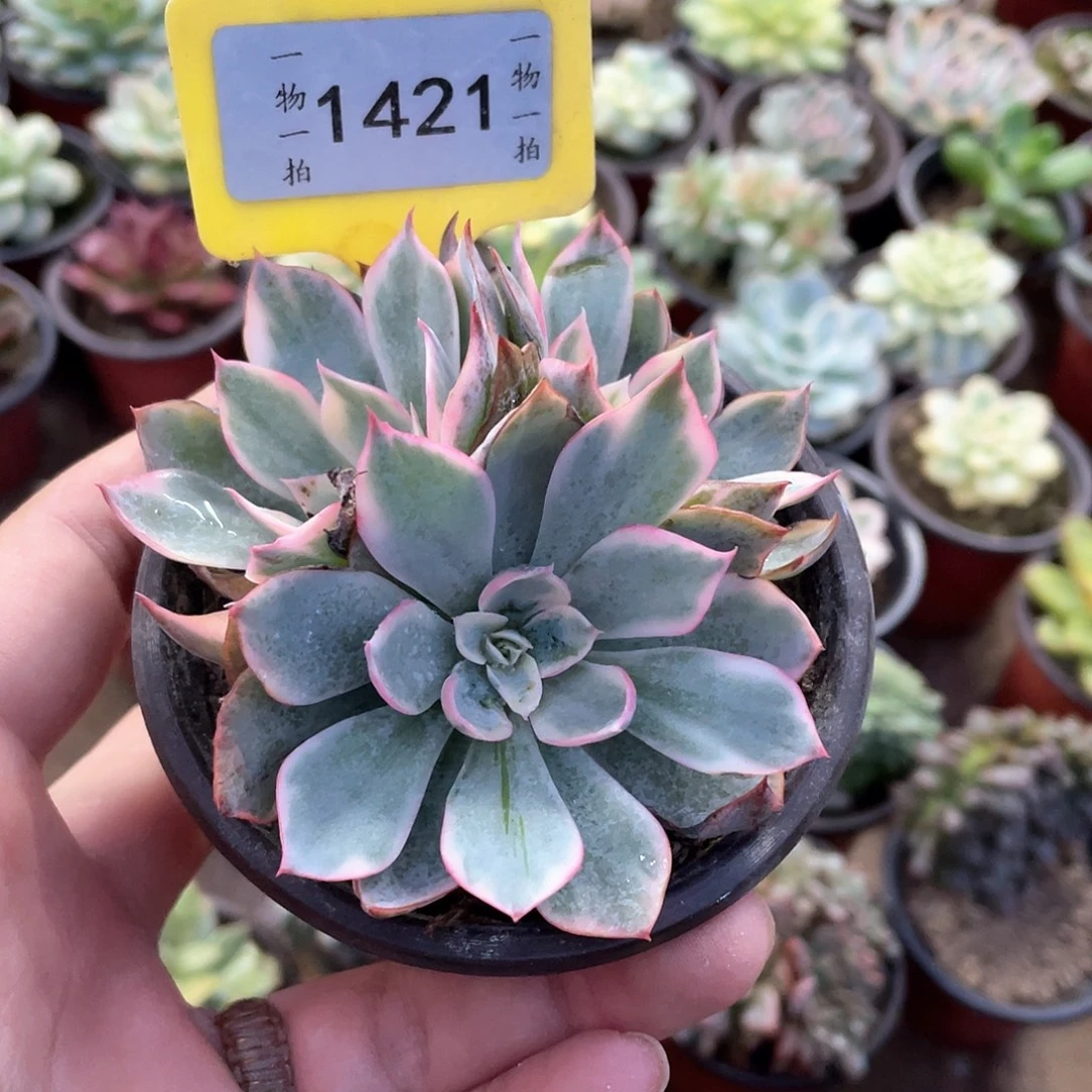 熊***生1421号多肉植物盆栽