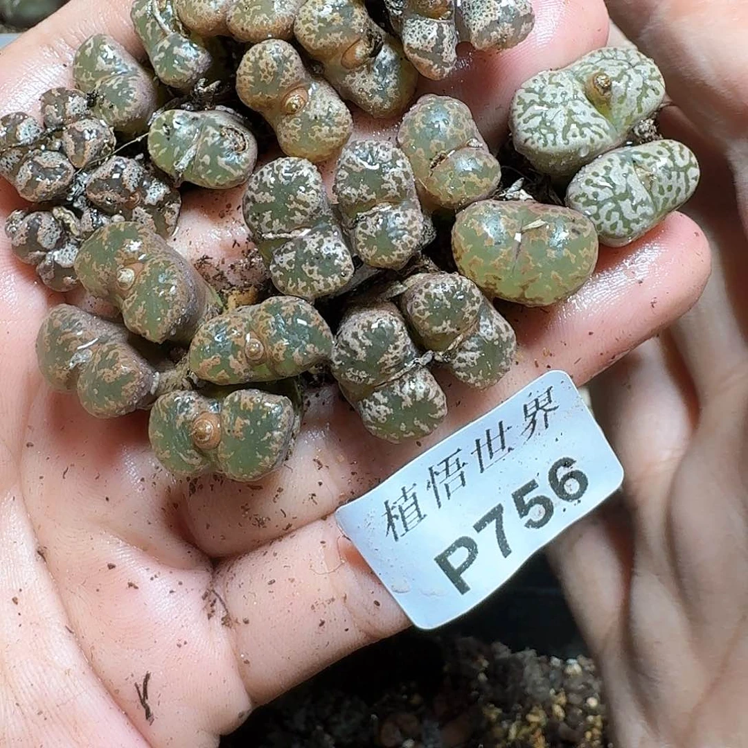 756盒多肉植物哇cv bb b