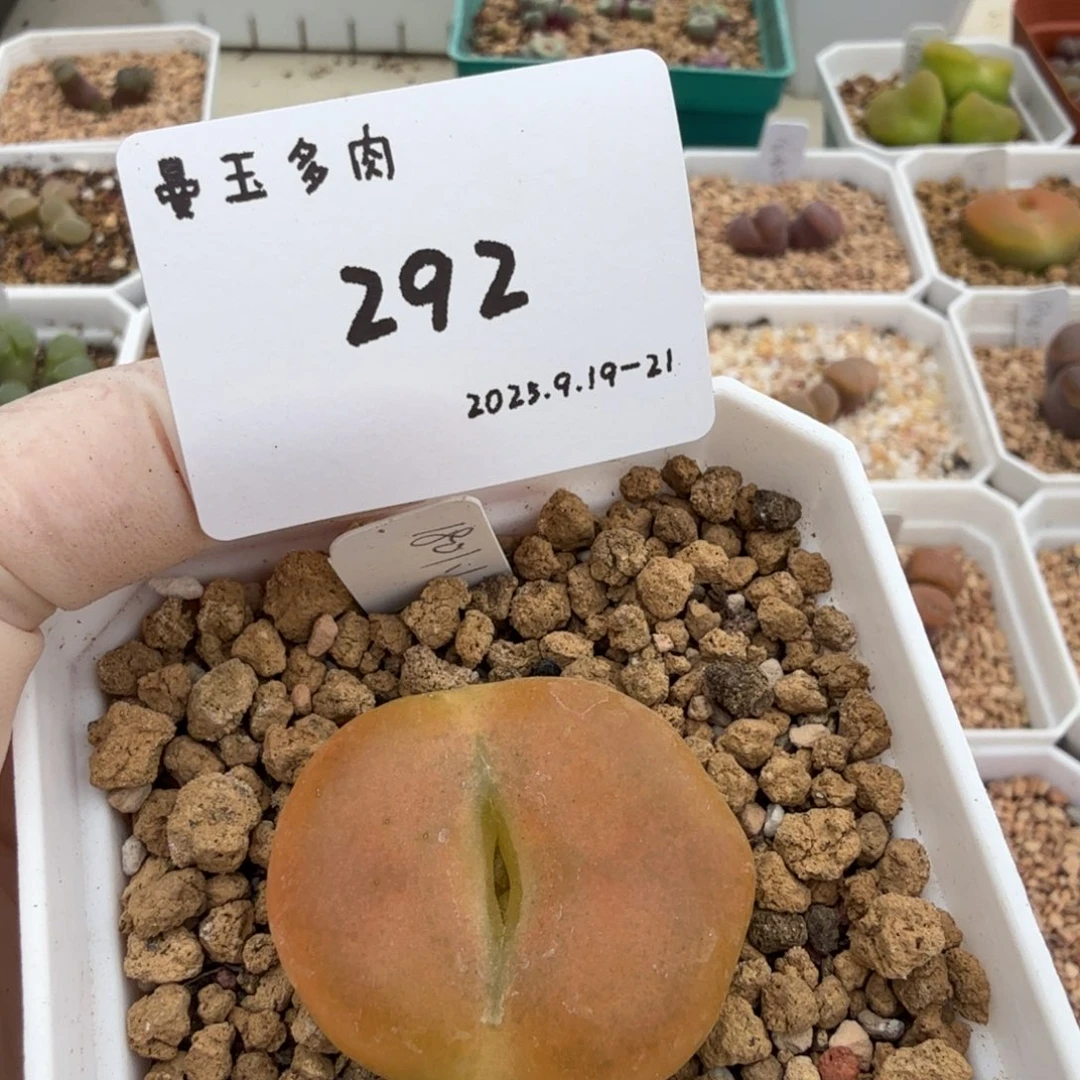 一***晴多肉多肉多肉9.21-292