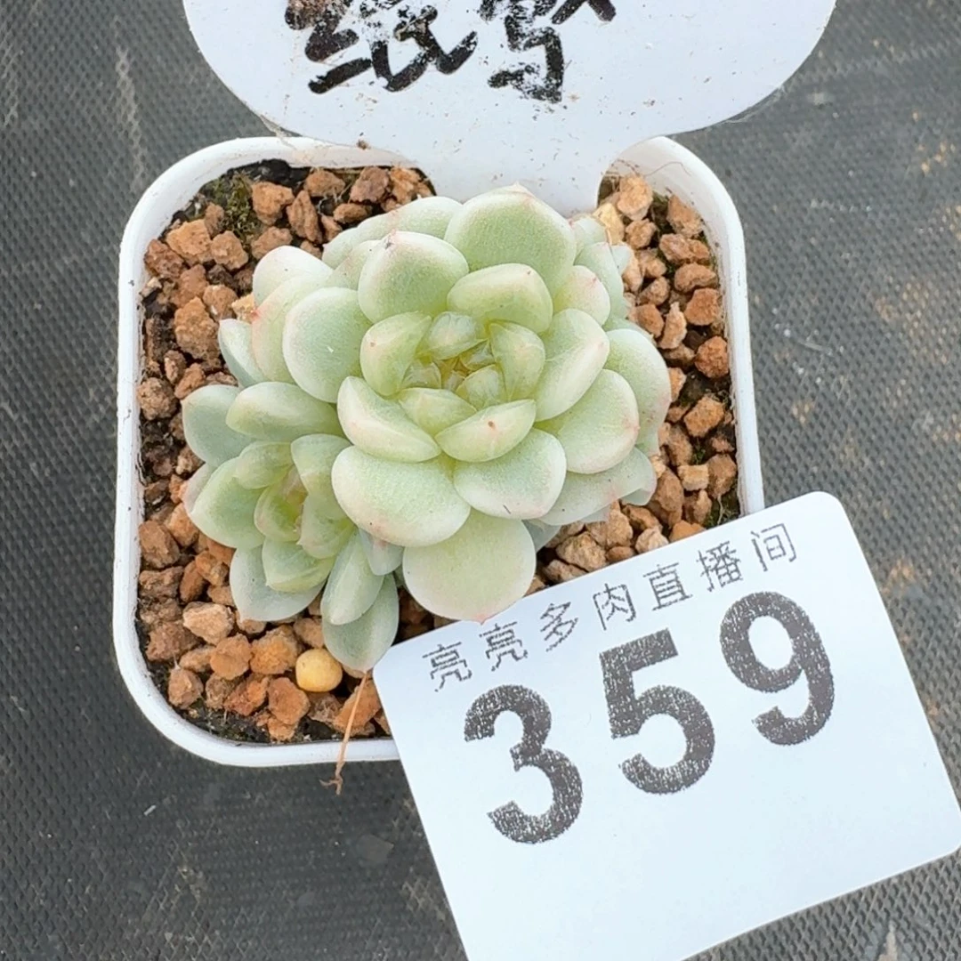 纸鸢群生白底            精美多肉植物