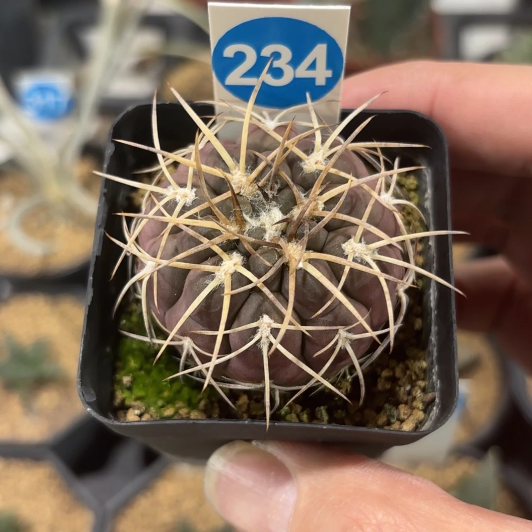 234实生趴刺天平带盆带土发货