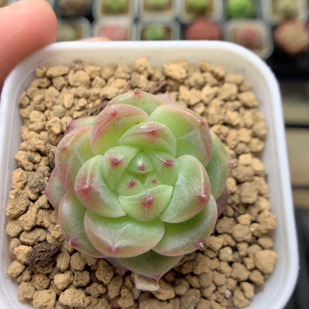 B63灯泡珍妮优选y y y y y y