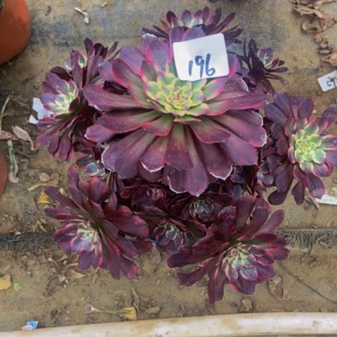 黑金刚朵朵多肉196多肉