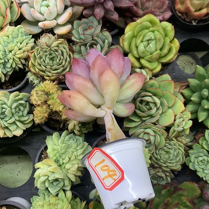 王***.一物一拍奥胖多肉104