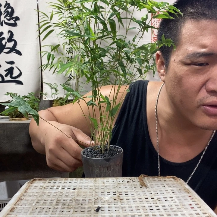 无花朵退款拉黑拉黑113