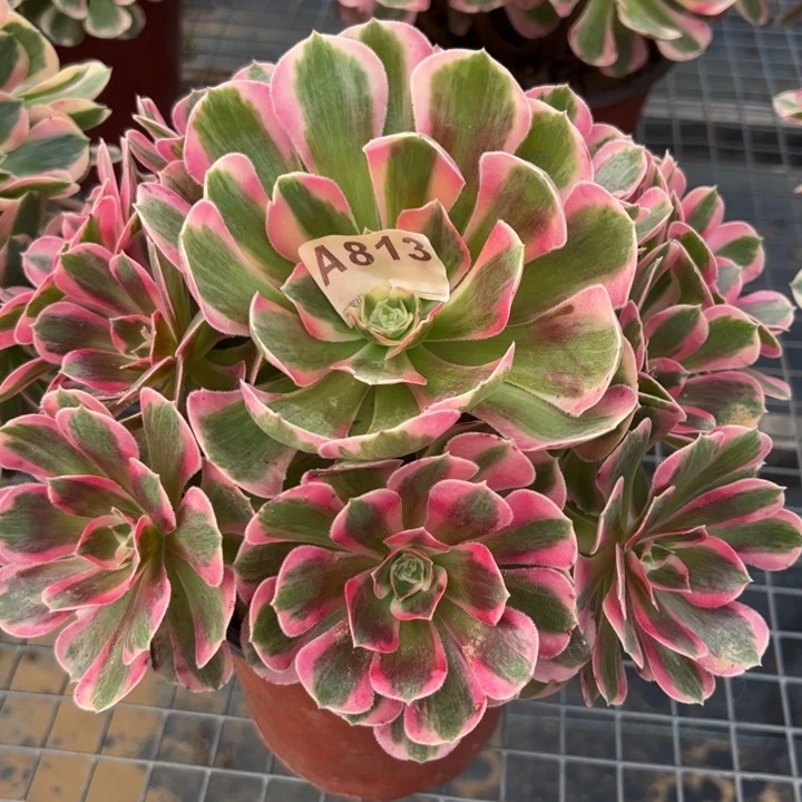 813粉女郎20厘米左右