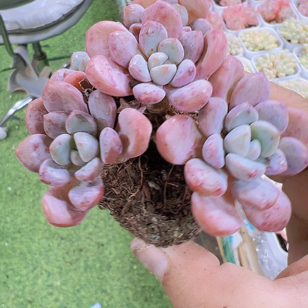 白鹭老桩群19包邮也哦肉植物