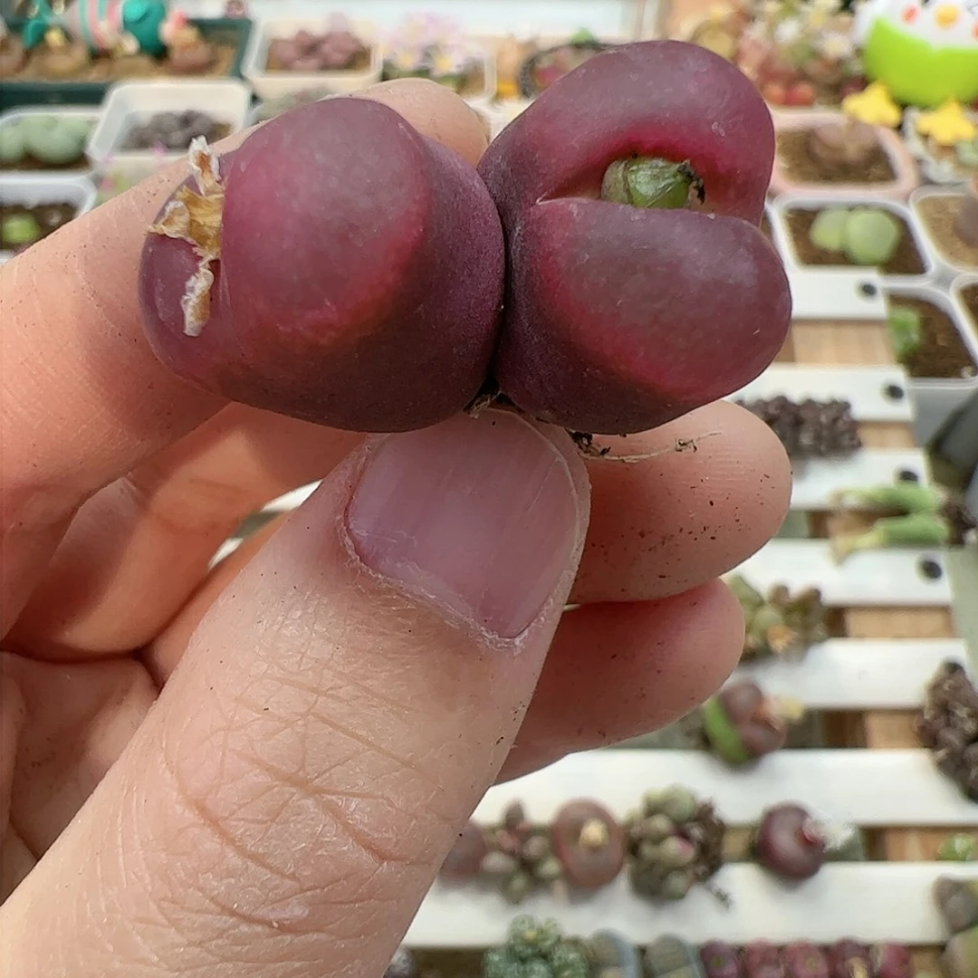 【闪购商品】278 吕氏红宝石