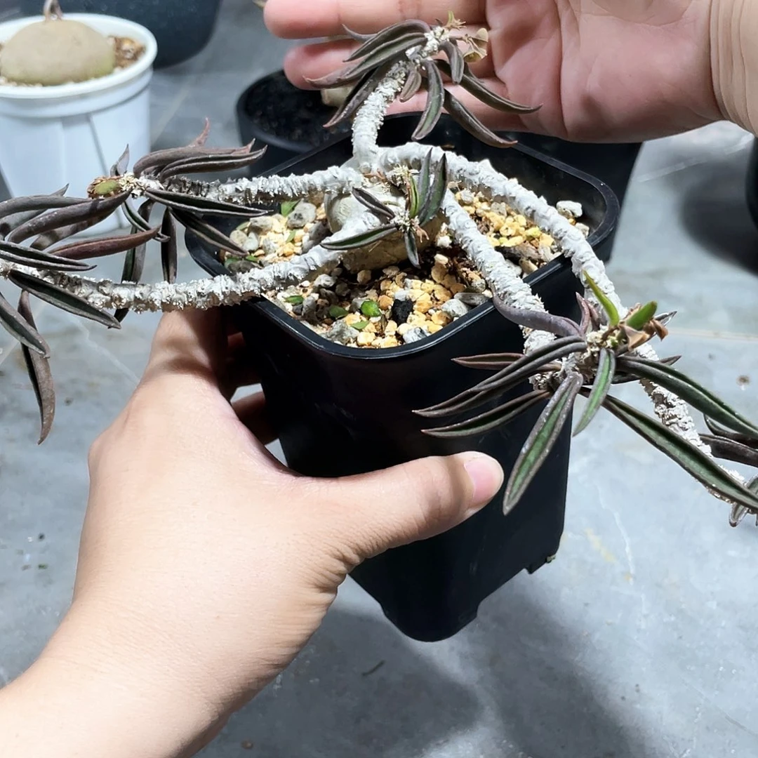 漏 筒叶6666666666