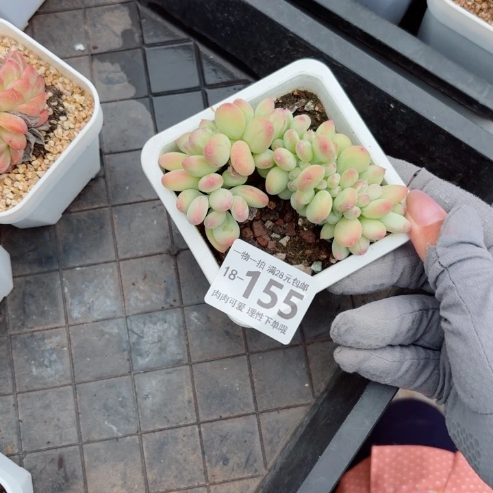 三日月美人无盆土发货多肉多