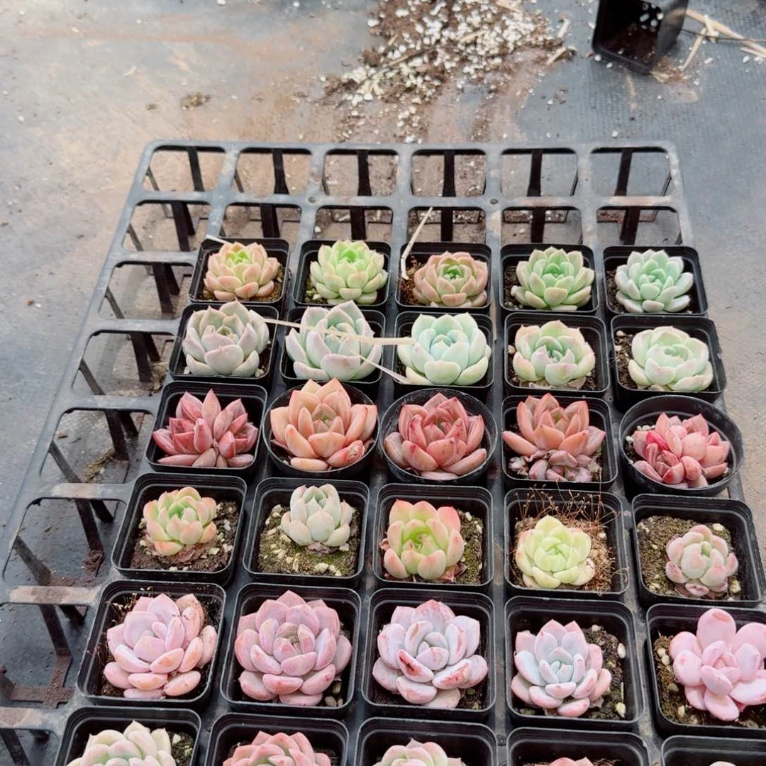 14-34多肉杂交三十颗量拍