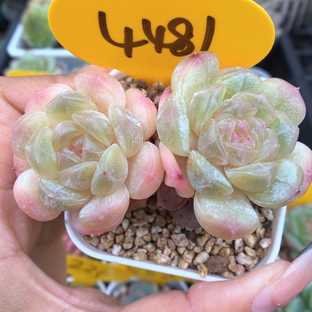 白色恋人可拍4481号