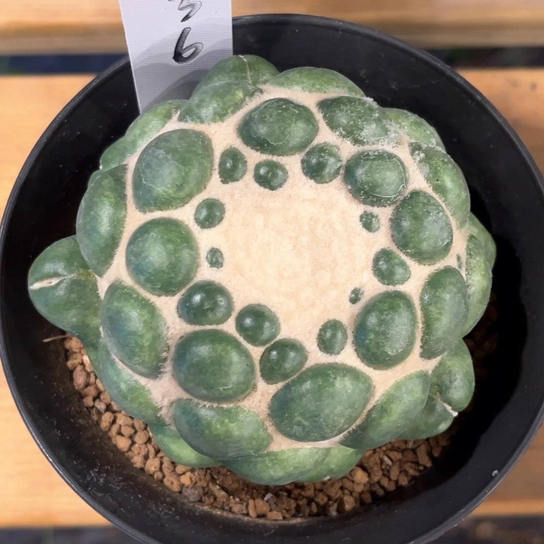 潮流植物无刺象牙，5136