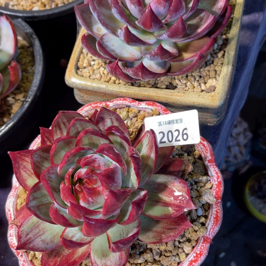 小***斑2025.2026惊鸿仙子两颗多肉植物