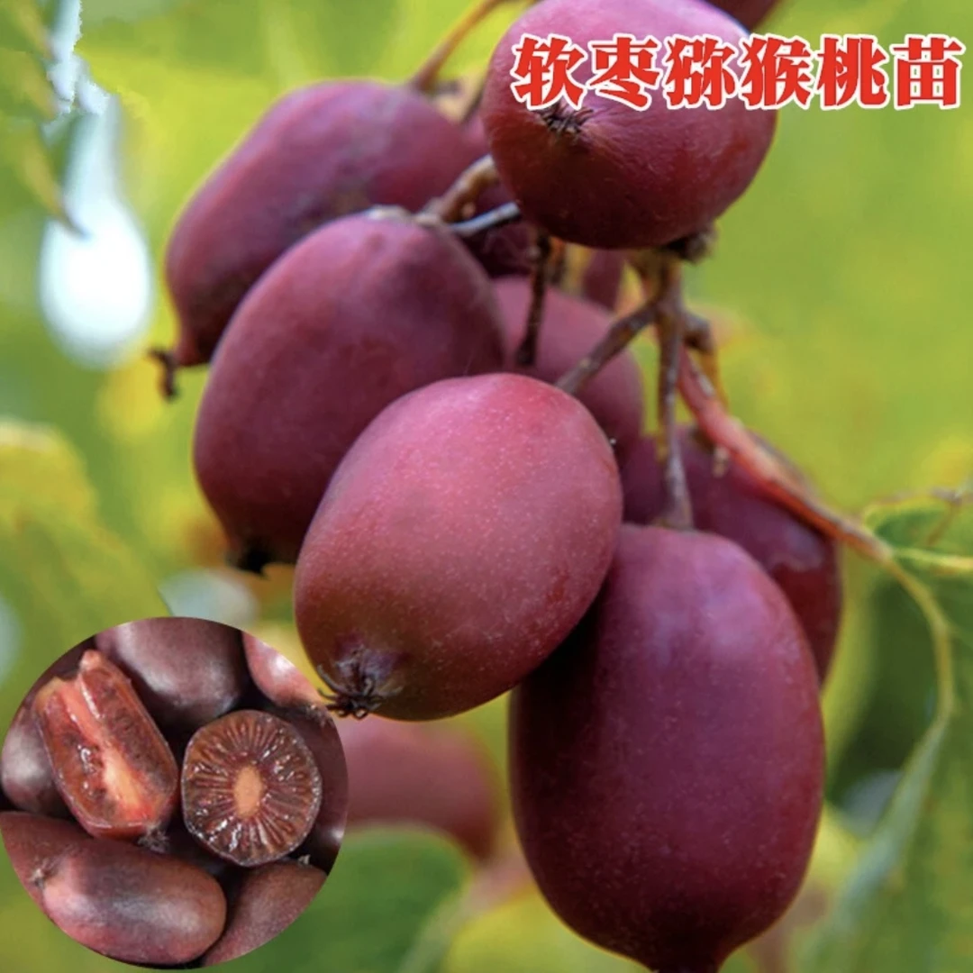 f1软枣猕猴桃公母同株品种猕猴桃南北方都可种植果树苗猕猴桃树苗