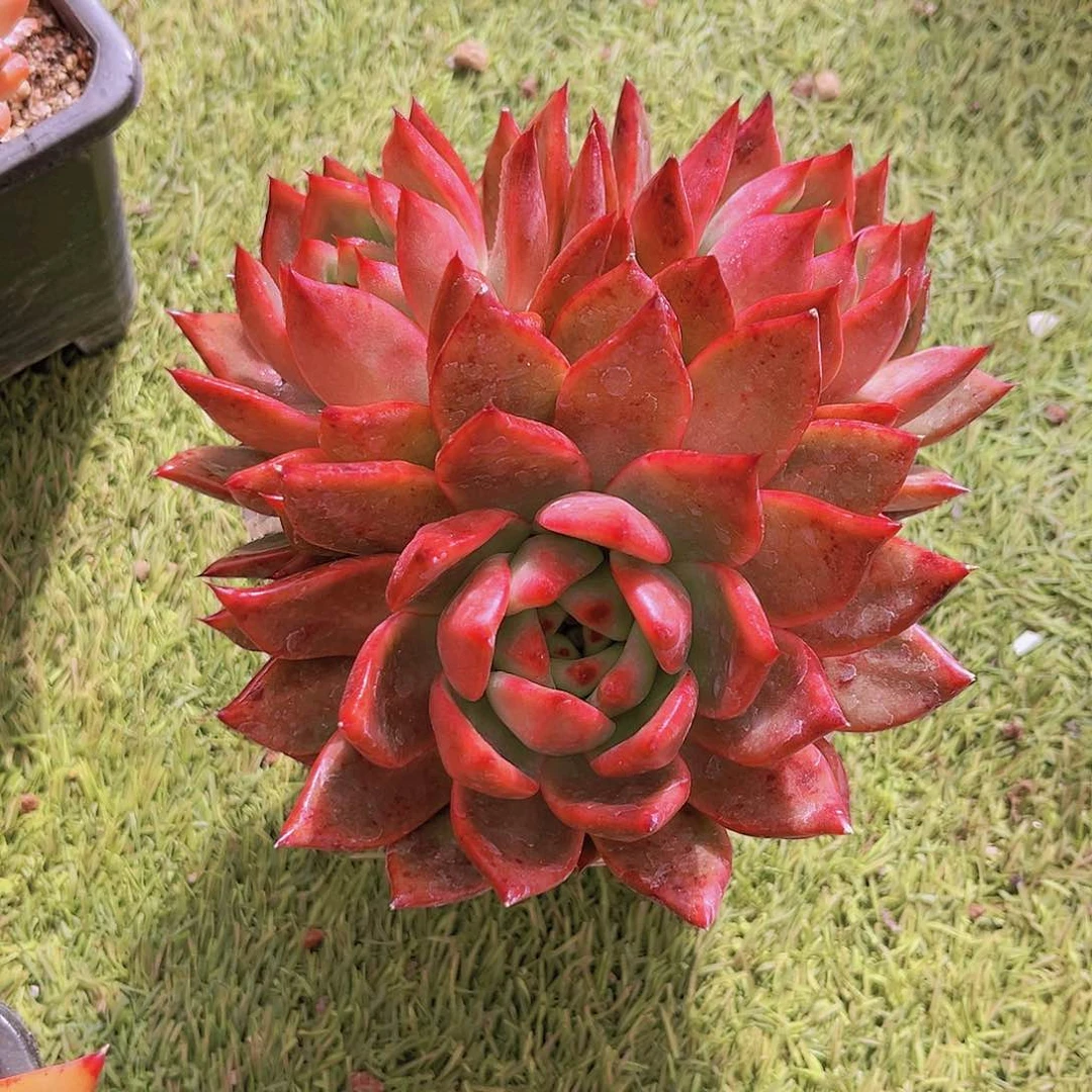 粉钻17.5公分9999999999