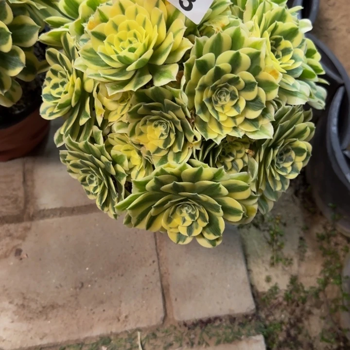 迈巴赫丛林293肉肉