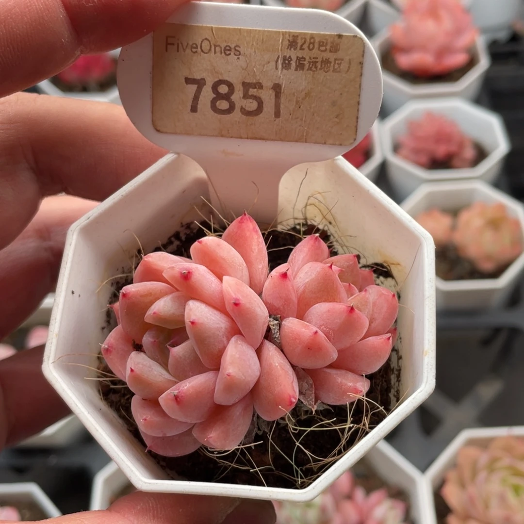 如梦令7851-5.5厘米