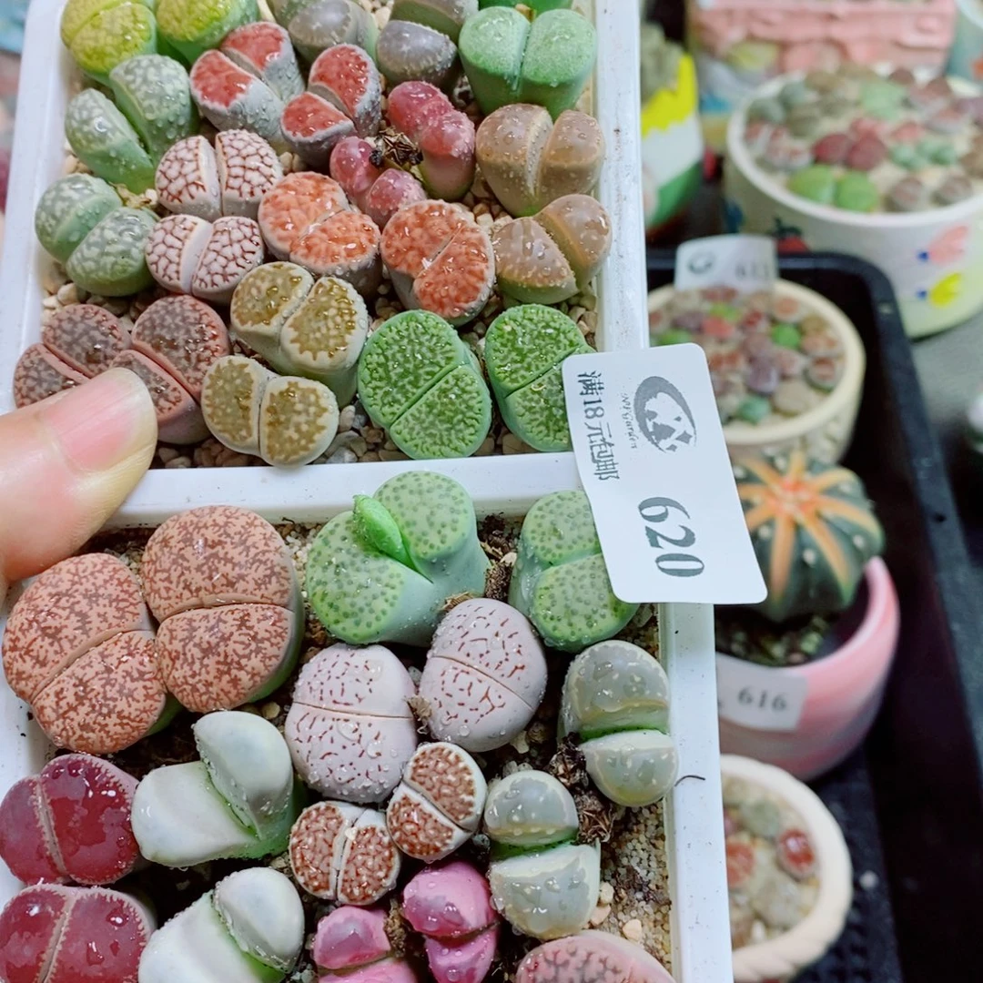 鲸***喜生石花花花花花花花花620