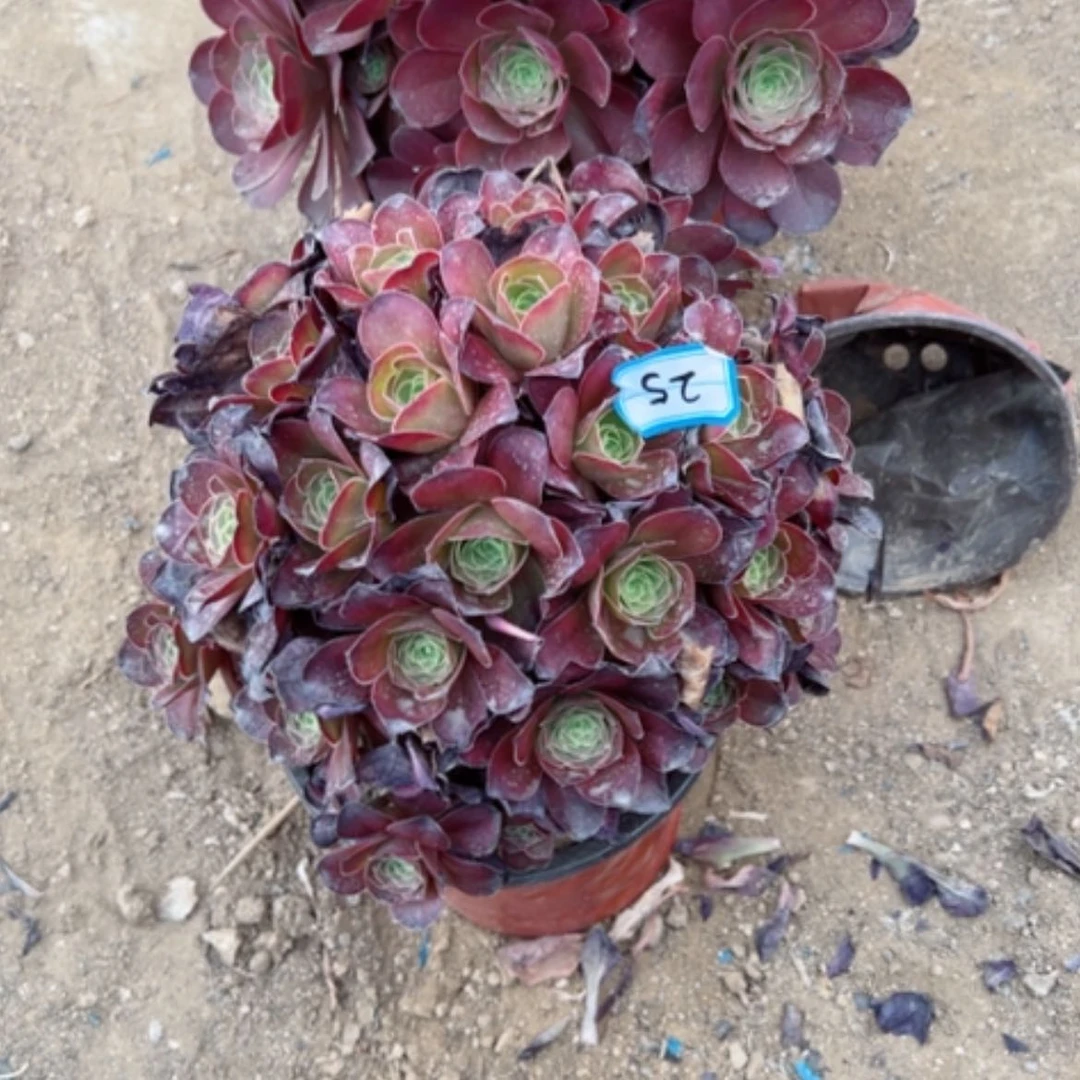 【闪购商品】多肉植物魅金25