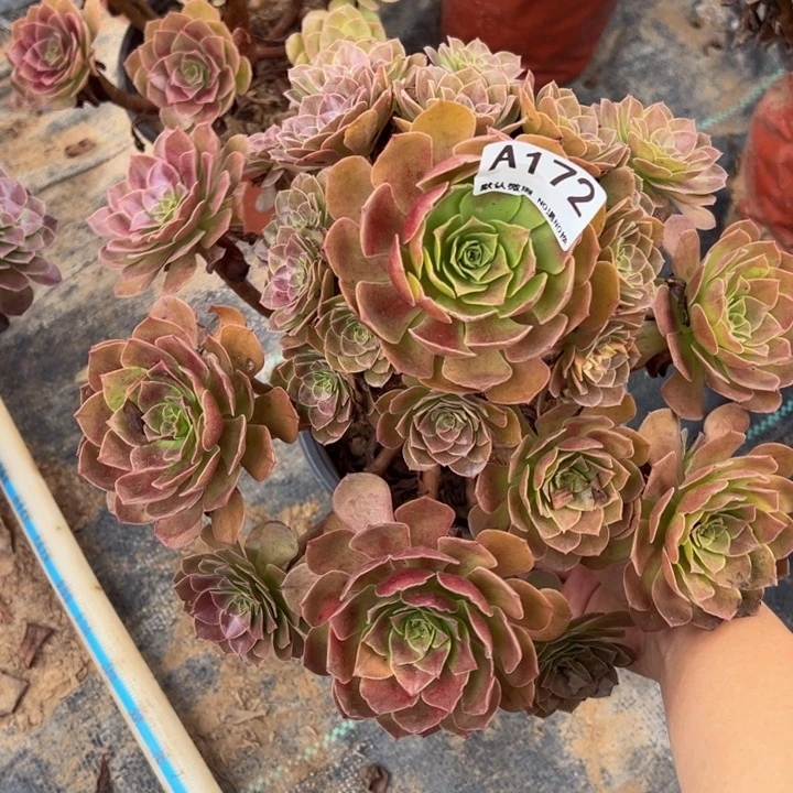 微瑕赤炎链172.多肉植物172.