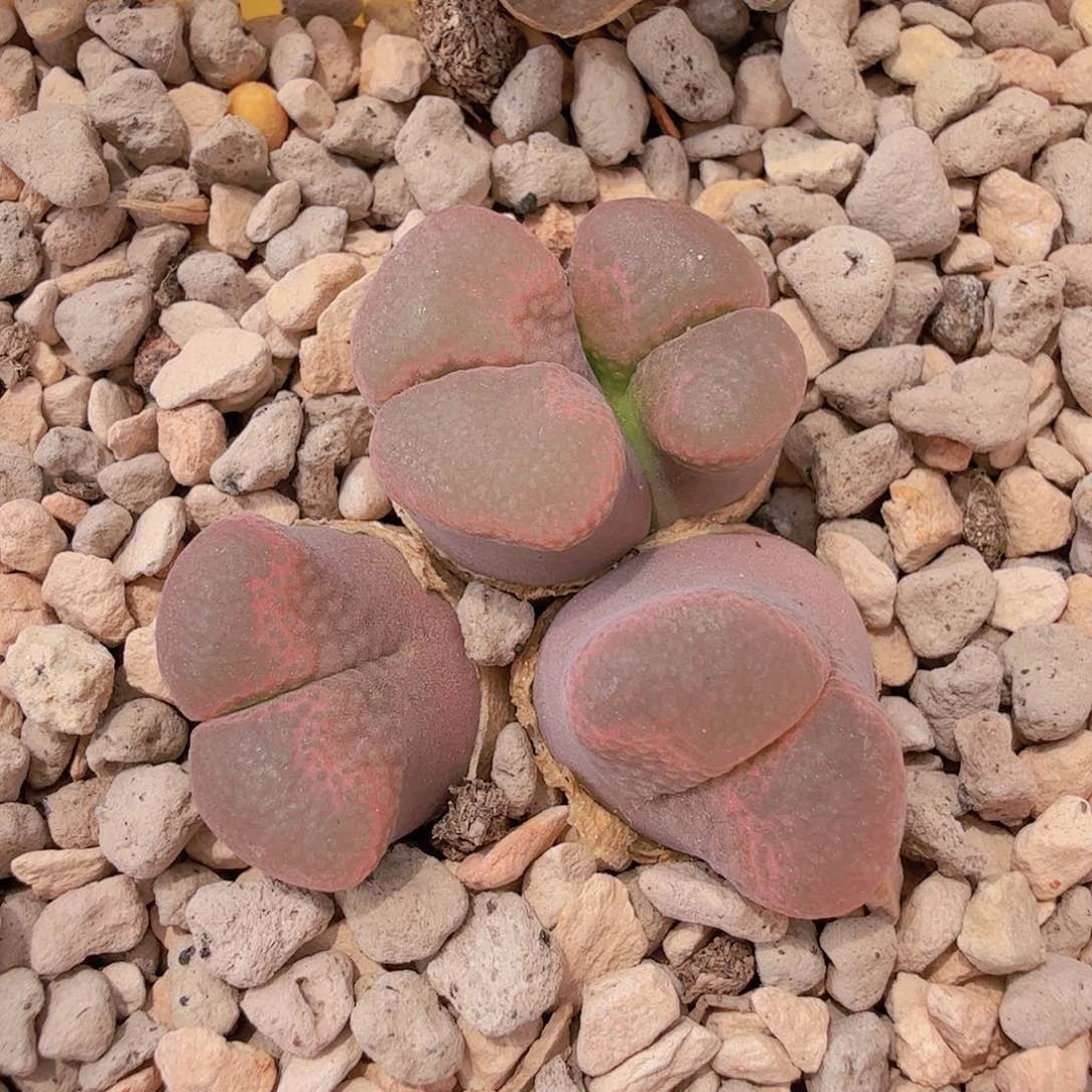 紫罗兰风铃 5-27-L13