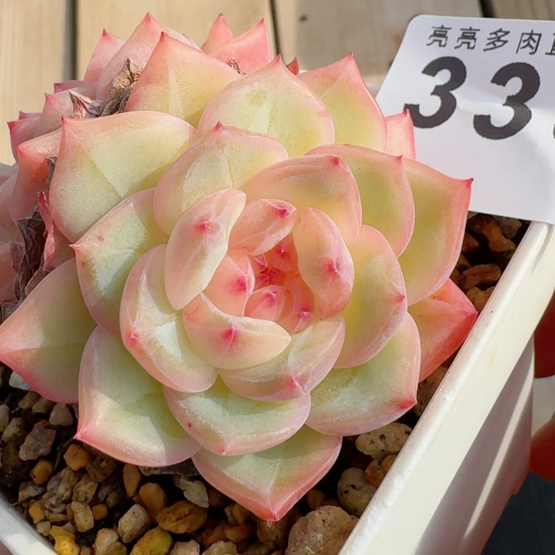 提拉米苏      愿你一路坦途，乘风破浪展宏图