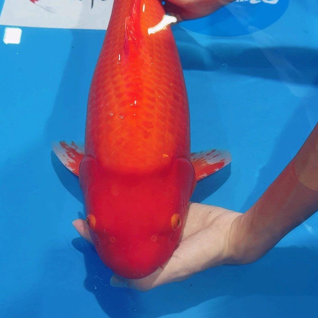 海水鱼佛山兴隆锦鲤