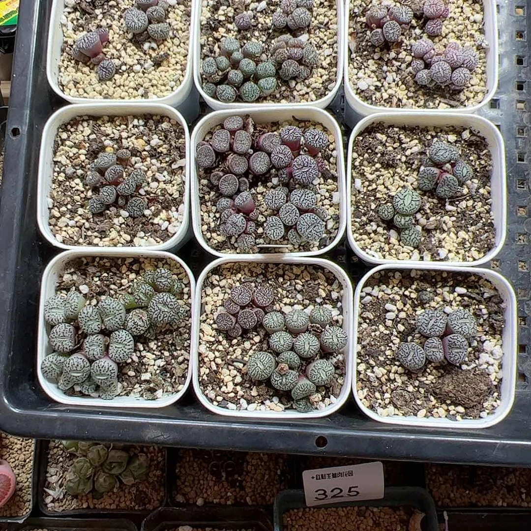 【闪购商品】338 清盒 超墨