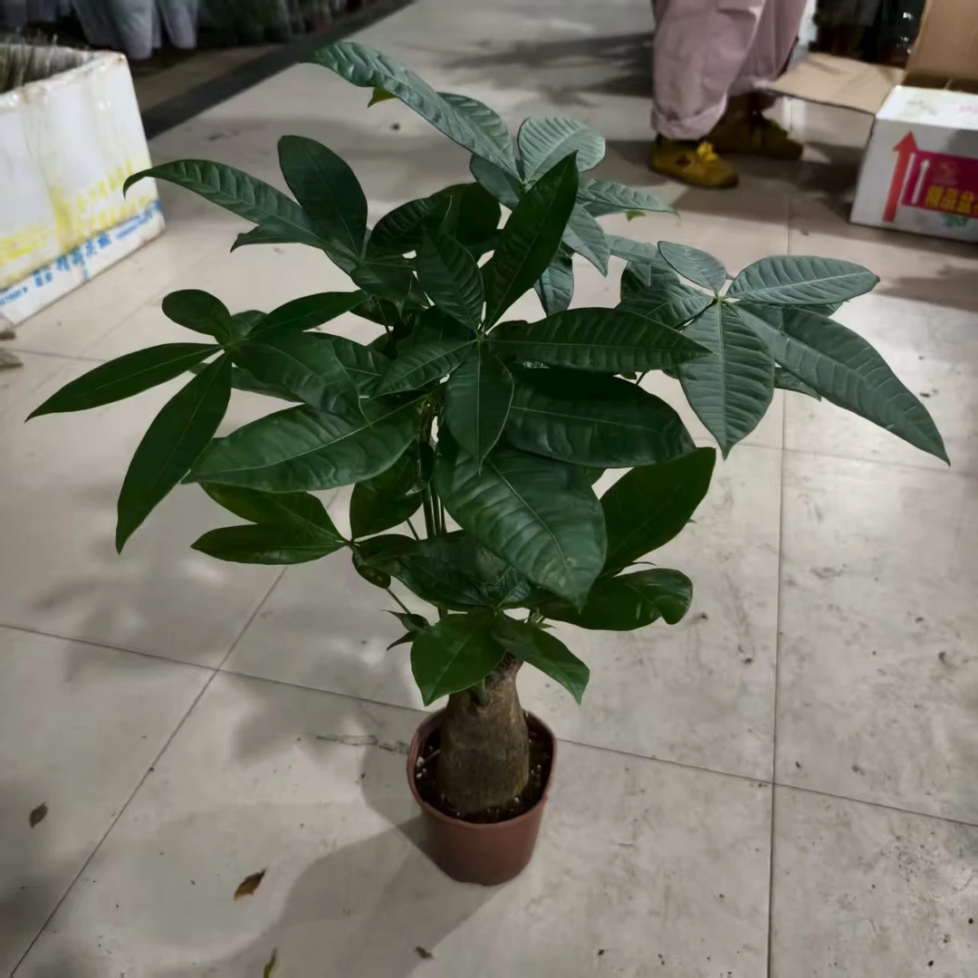 160单杆发财树盆栽