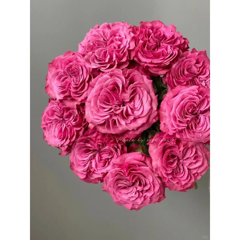 蓝调---单头玫瑰--【实物以直播间为准】花艺生活摆放