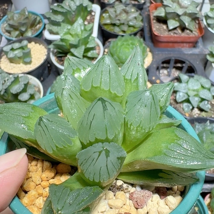 十二卷玉露大颗冰城寿