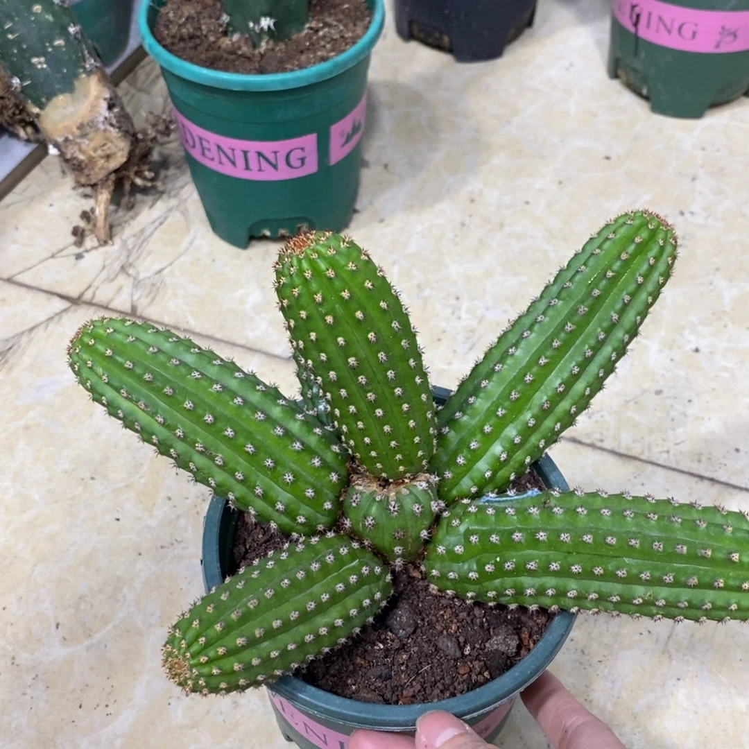 进口金妞金4群生一物一拍238