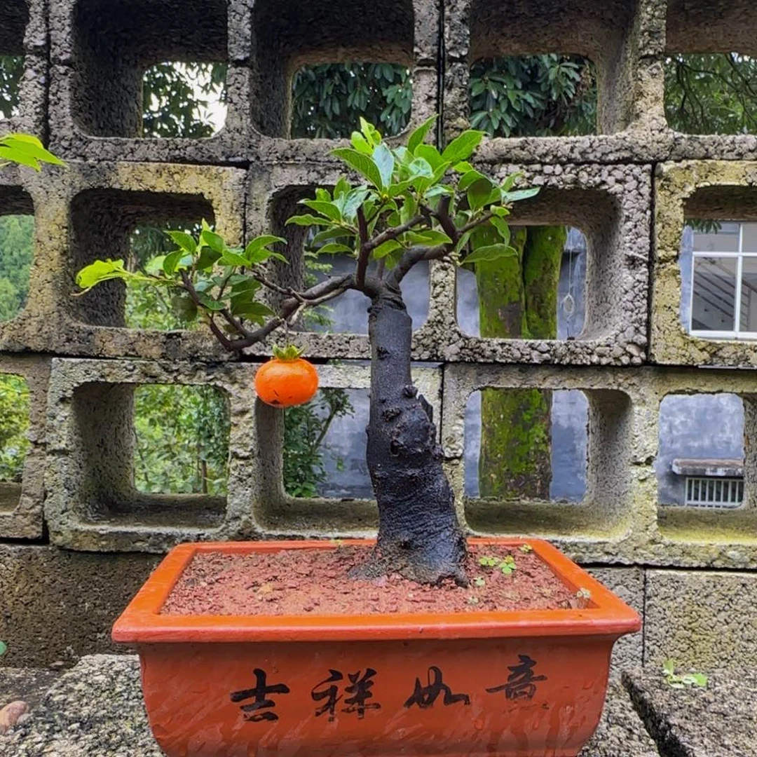 完全开放金弹子盆景