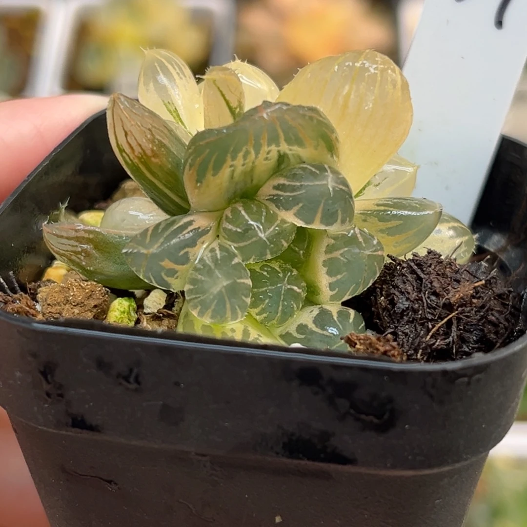 39三头龙爪玉露锦（糊斑➕好锦➕锦大）福利专场