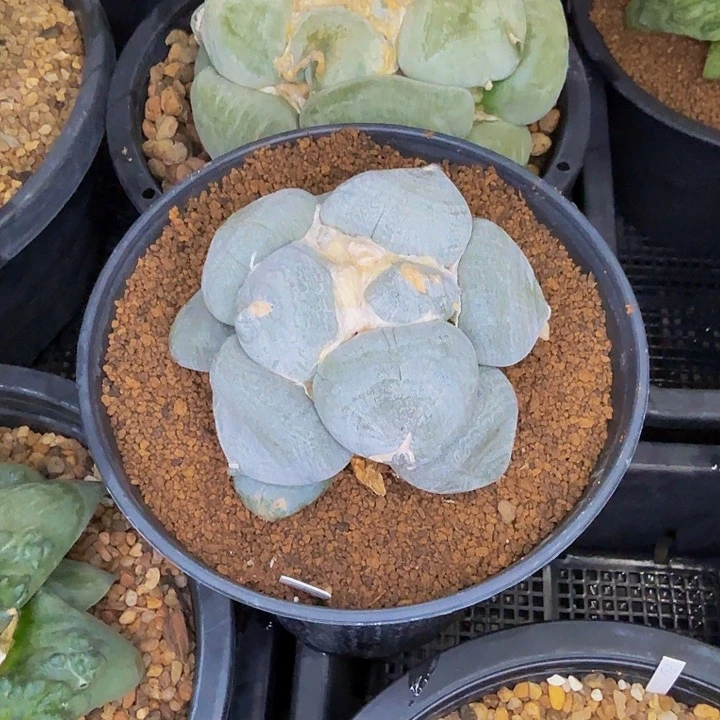 白蜡鸭蛋满天星推荐