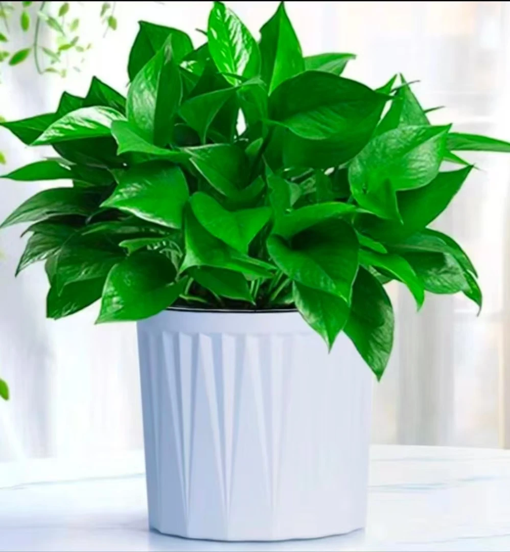 绿萝盆栽室内吸甲醛长藤新房搬家绿植净化空气