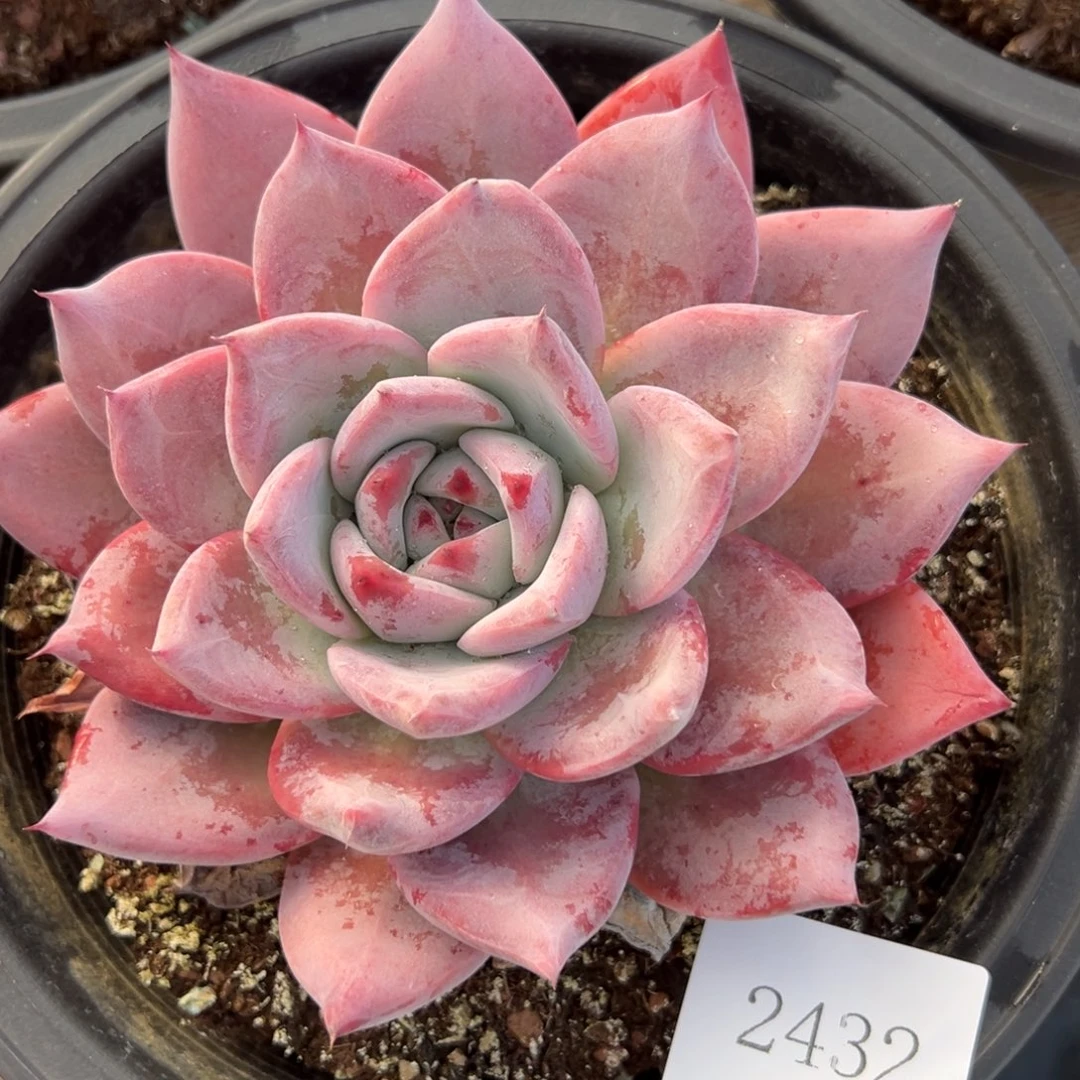 不**名2432肉肉肉肉肉肉