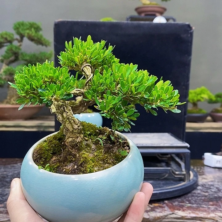 无花朵M黄杨盆景四季常青
