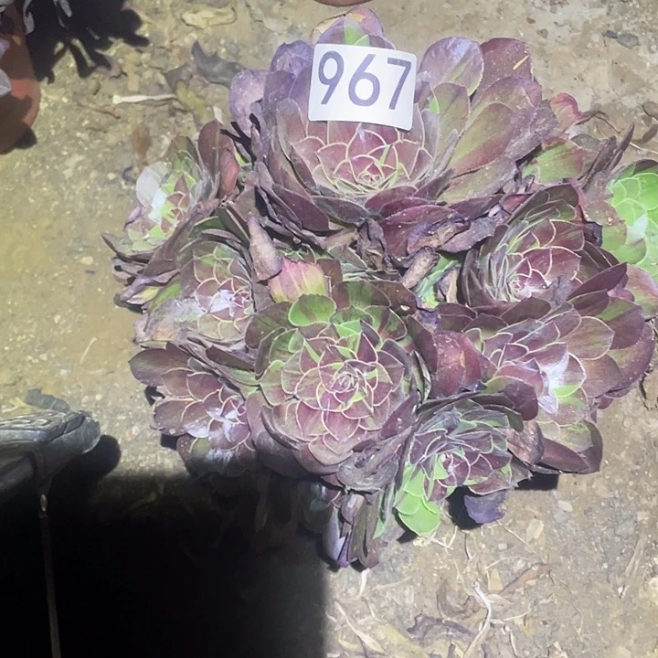 多肉植物法师967花月夜