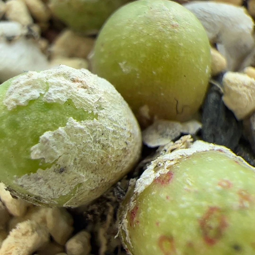 大家过年好22865