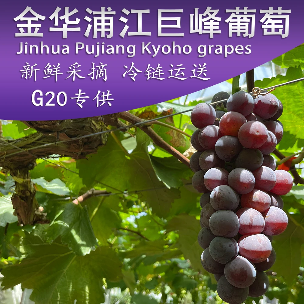 【顺丰】绿色食品正宗浦江巨峰葡萄现摘现发【liangsong/靓松】