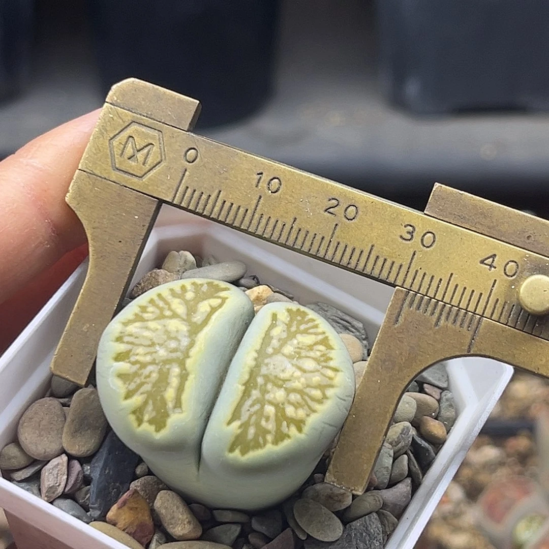 一物一拍绿菊2309