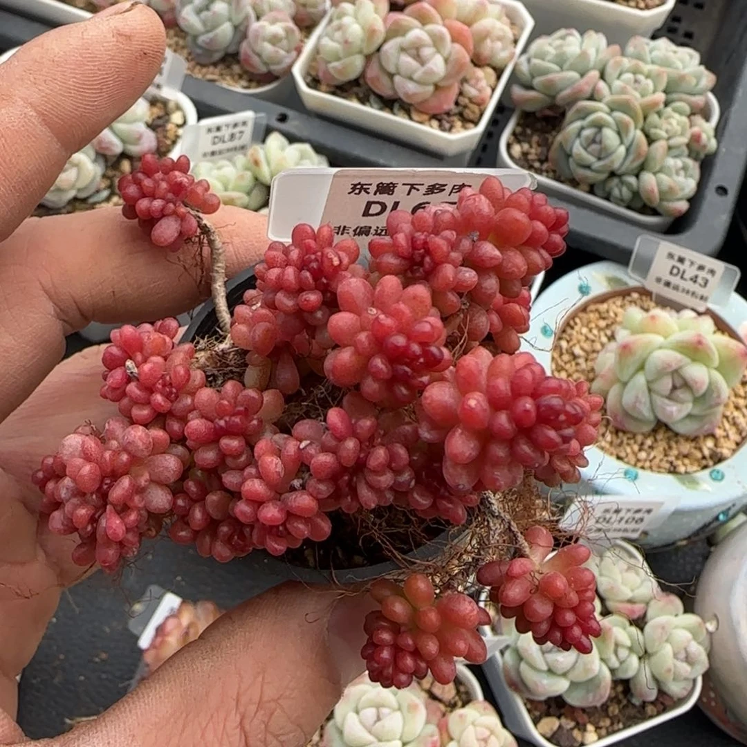 65东篱下多肉植物