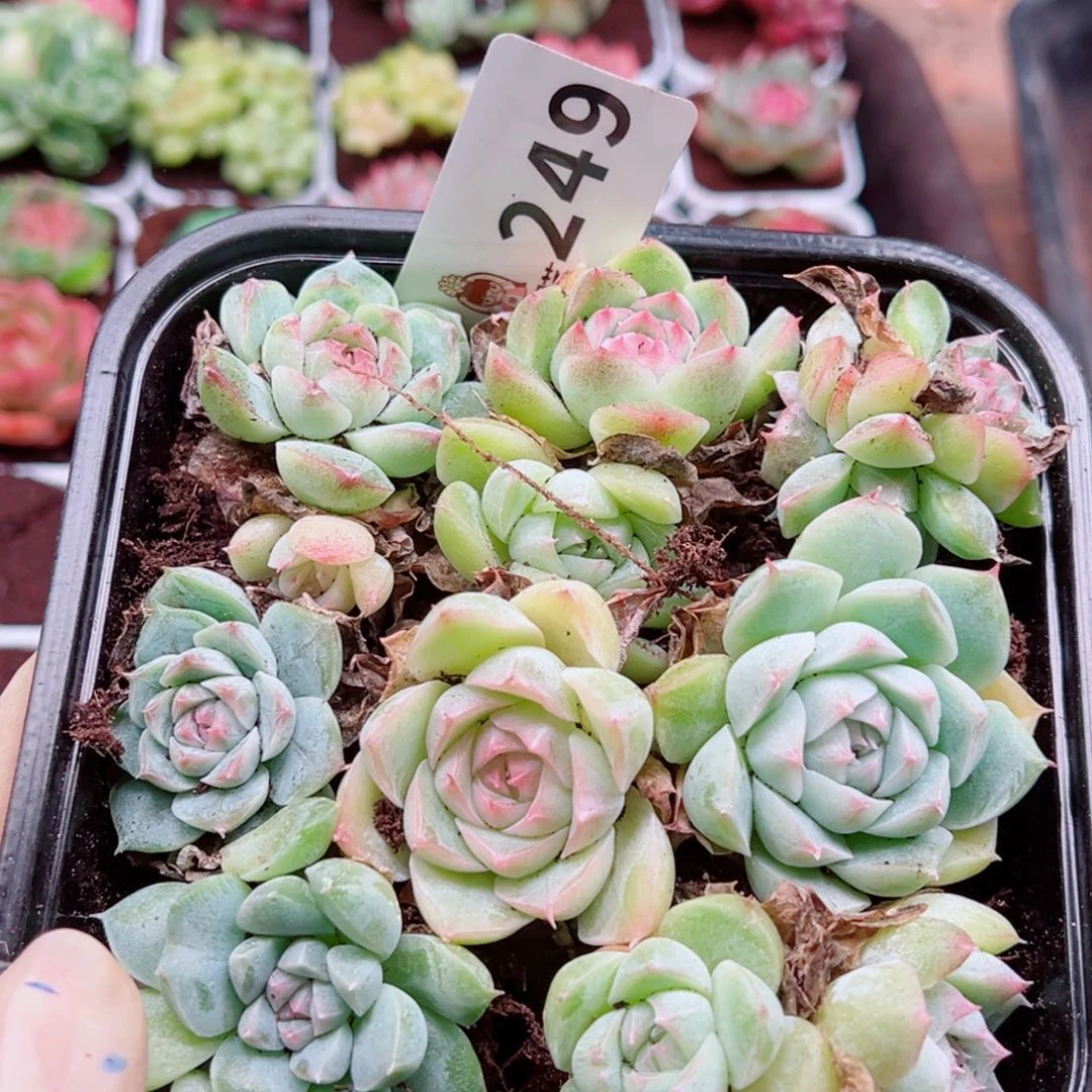 多肉植物多肉植物