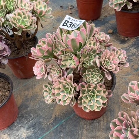 366香妃不包断枝