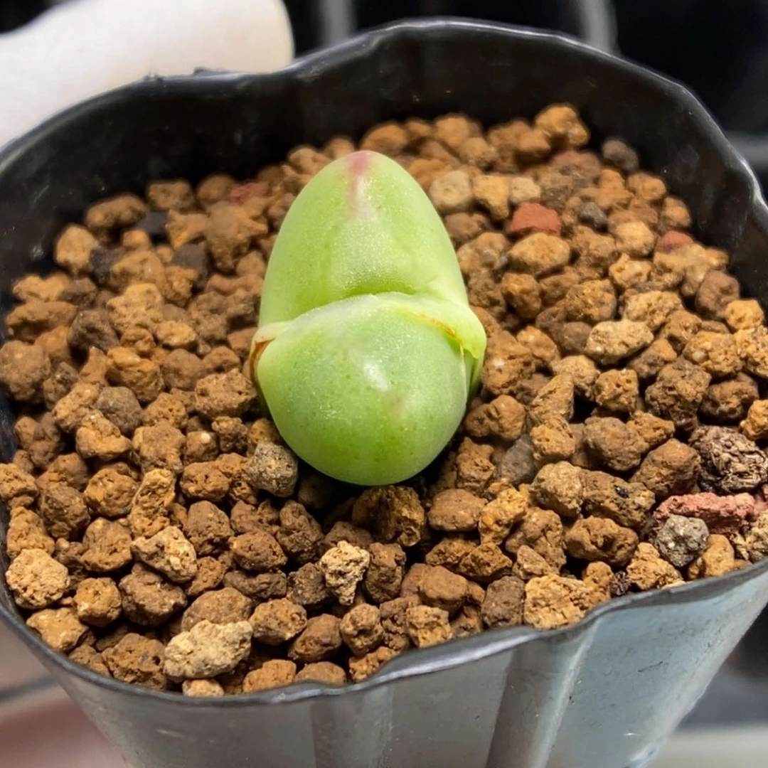 Y*r多肉植物肉锥杂交K-404