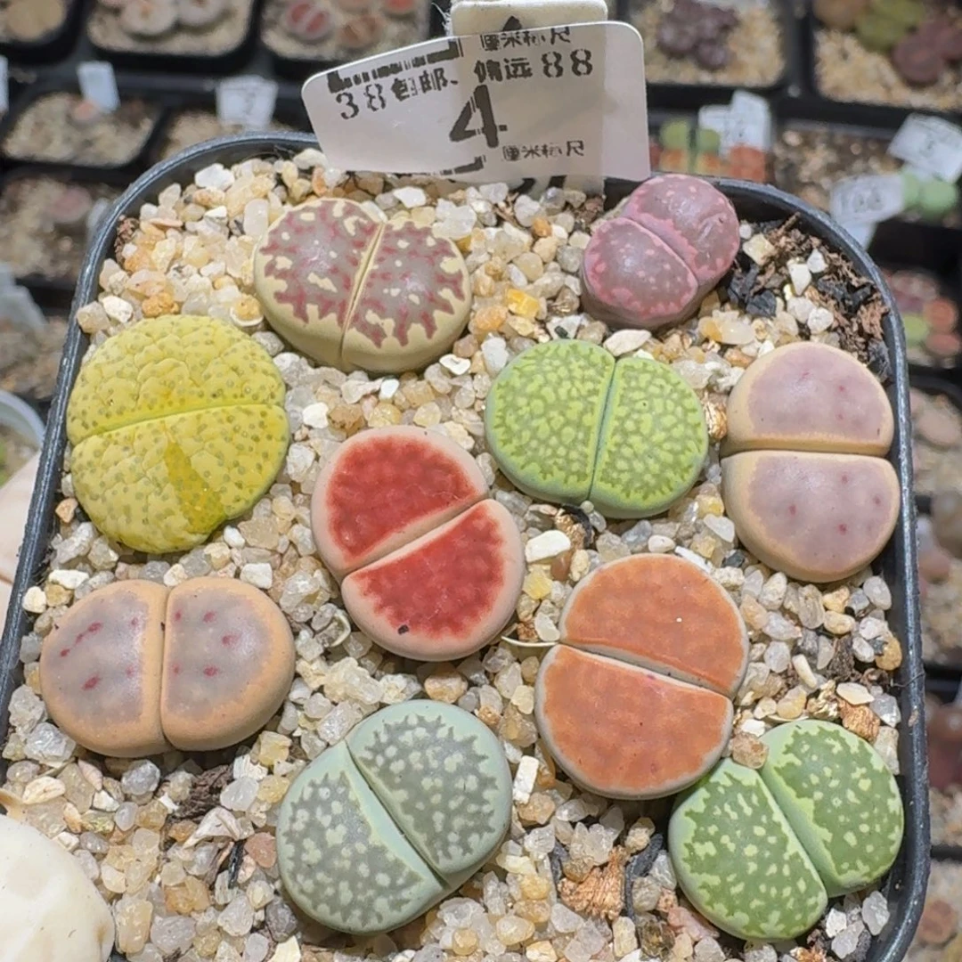 zzzz生石花肉锥4号